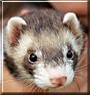 Bonnie the Ferret