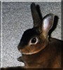 Boo the Mini Rex Rabbit