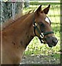 Bang the Quarter Horse