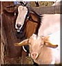 Floppy, Sugar the Boer/Spanish, Boer Goats