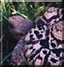 Nala the Leopard Tortoise