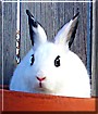 Lexy the Rabbit