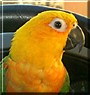 Pokey the Jenday Conure
