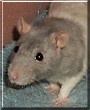 Tallulah the Blue, Rex Rat