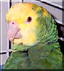 Anastasia the Double Yellow Head Amazon