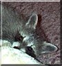 Tess the Raccoon