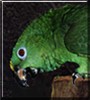 Delaney the Yellow Naped Amazon Parrot