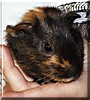 Clover the Guinea Pig