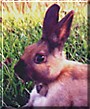 Bunzie the Rabbit