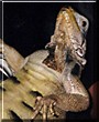 Jade the Green Iguana