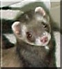 Djuby the Sable Ferret