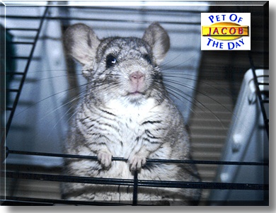 Jacob, the Pet of the Day