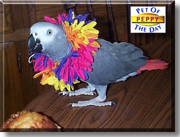Peppy, the Pet of the Day