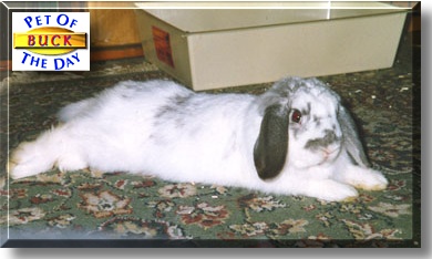 Buck, the Pet of the Day