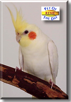 Rene, the Pet of the Day