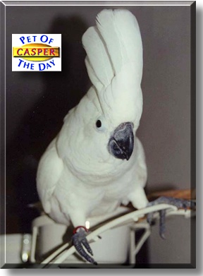 Casper, the Pet of the Day