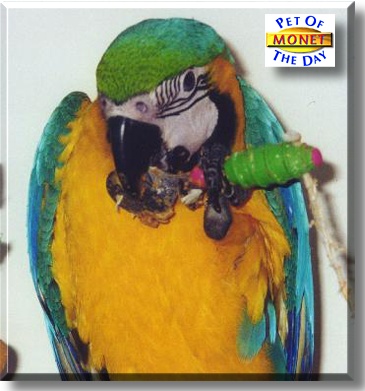 Monet, the Pet of the Day