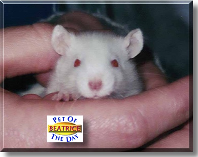 Beatrice, the Pet of the Day