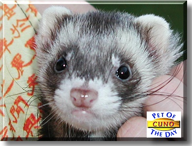 Cuno, the Pet of the Day