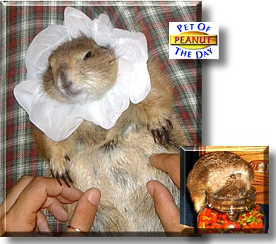 Peanut, the Pet of the Day