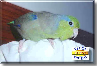 Pepsi, the Pet of the Day