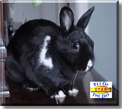 Star, the Pet of the Day