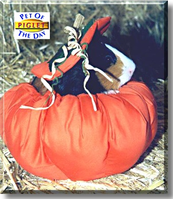 Piglet, the Pet of the Day
