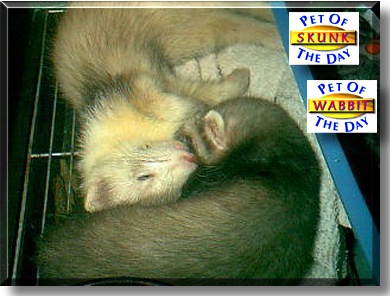 Skunk and Wabbit, the Pets of the Day