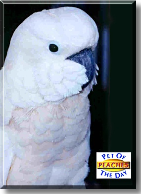 Georgia Peaches, the Pet of the Day