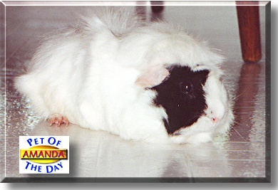 Amanda, the Pet of the Day