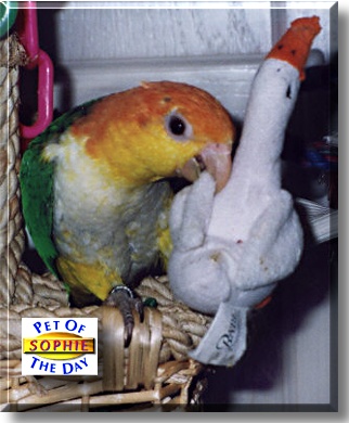 Sophie, the Pet of the Day