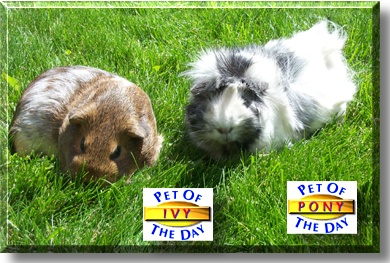 Ivysaur Pepperpig and Ponyta Twopaws, the Pets of the Day