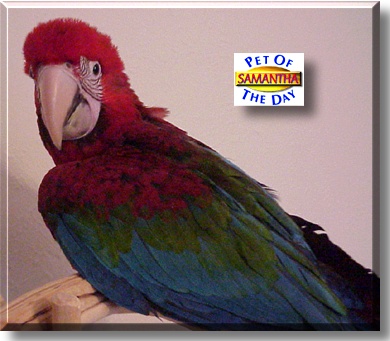 Samantha, the Pet of the Day