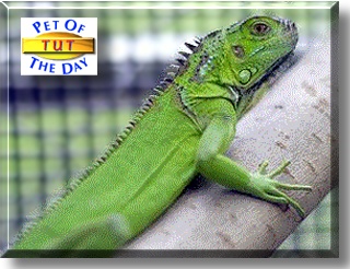 Tut, the Pet of the Day