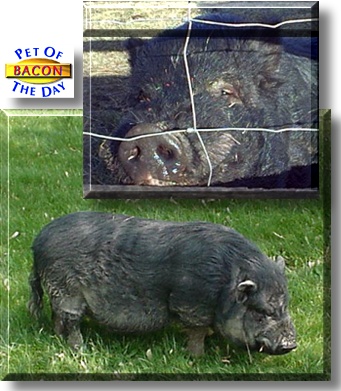 Bacon, the Pet of the Day