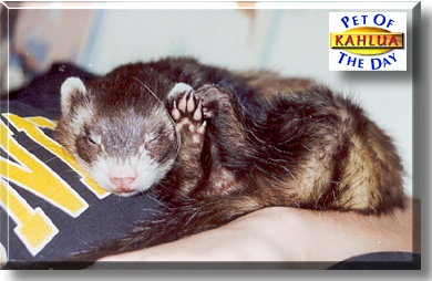 Kahlua, the Pet of the Day