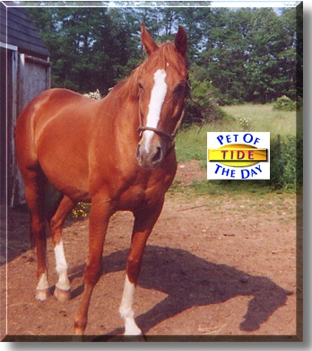 Tide, the Pet of the Day