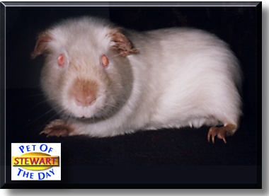 Stewart, the Pet of the Day