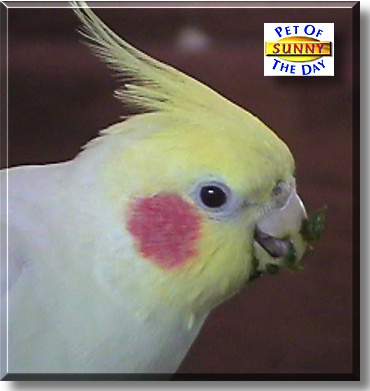 Sunny, the Pet of the Day