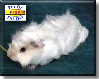 Febe, the Pet of the Day