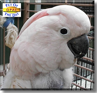 Opal, the Pet of the Day