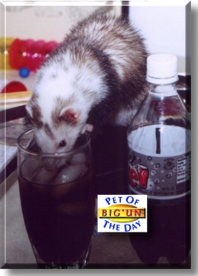 Big'un, the Pet of the Day