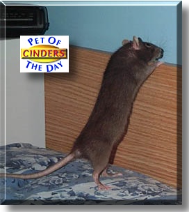 Cinders, the Pet of the Day