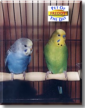 Freddy, the Pet of the Day