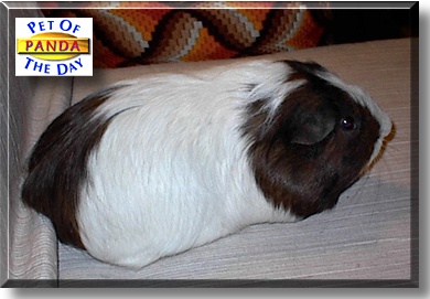 Panda, the Pet of the Day