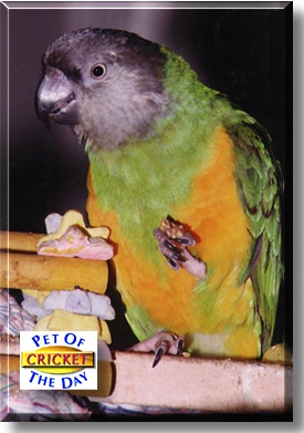 Cricket, the Pet of the Day