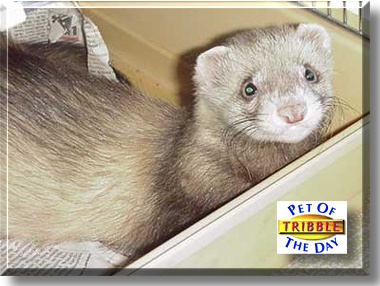 Tribble, the Pet of the Day