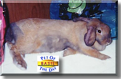 Basil, the Pet of the Day
