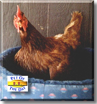 BB, the Pet of the Day