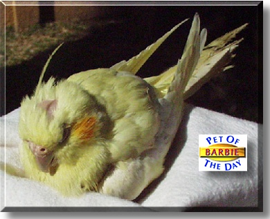 Barbie, the Pet of the Day